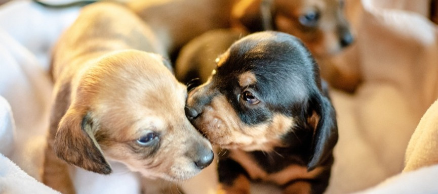 Consejos a la hora de adquirir un perro